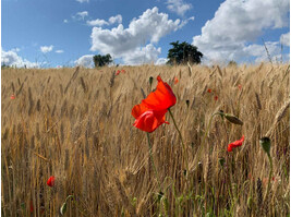 tag13-saturnia-17a.jpg