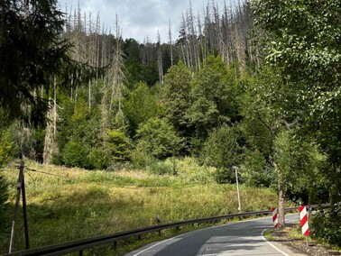 urwald im kirnitzschtal